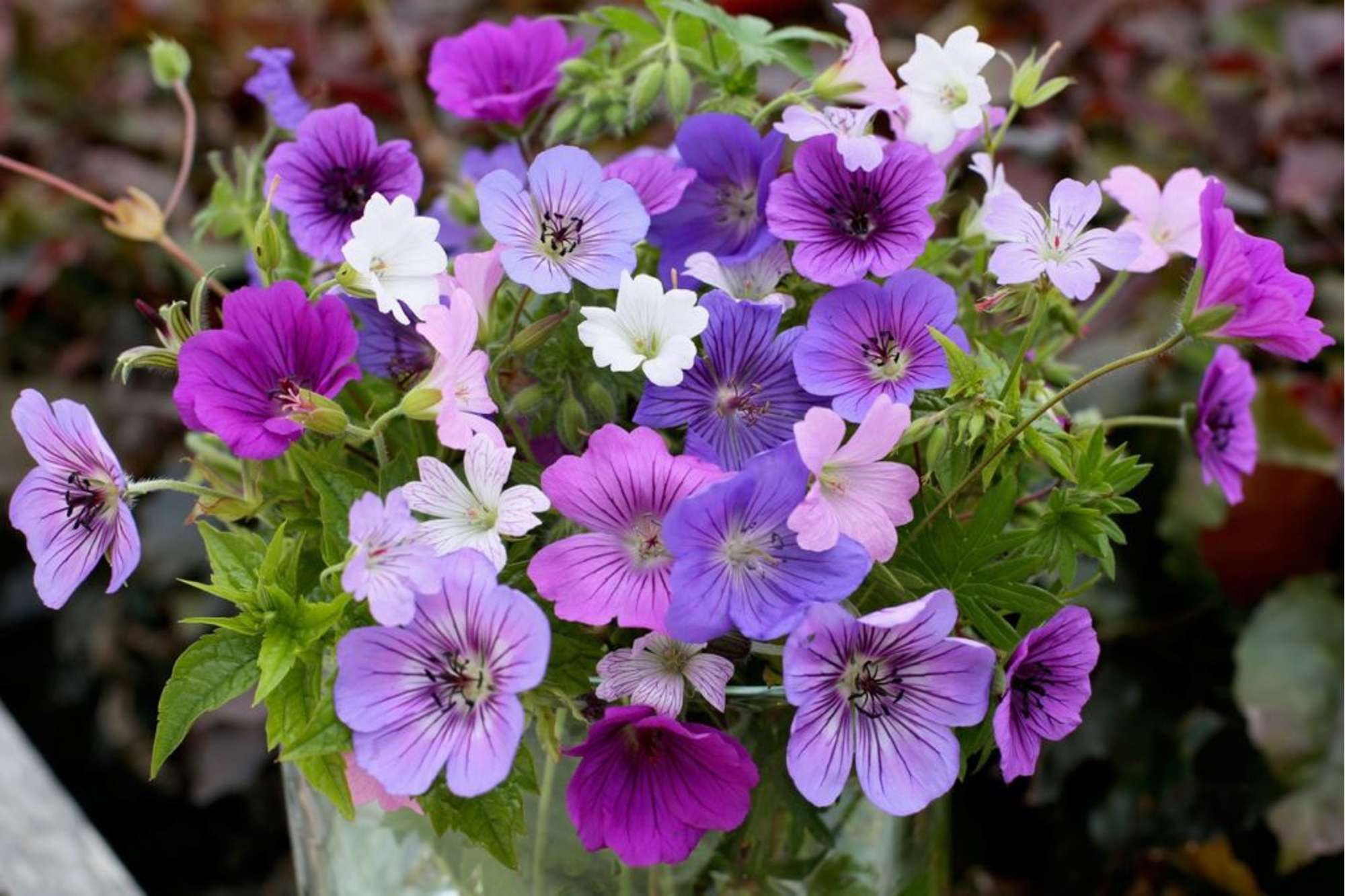 Praktnäva 'Breeders Mix'